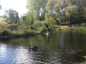 Water fowl in Regent's Park.